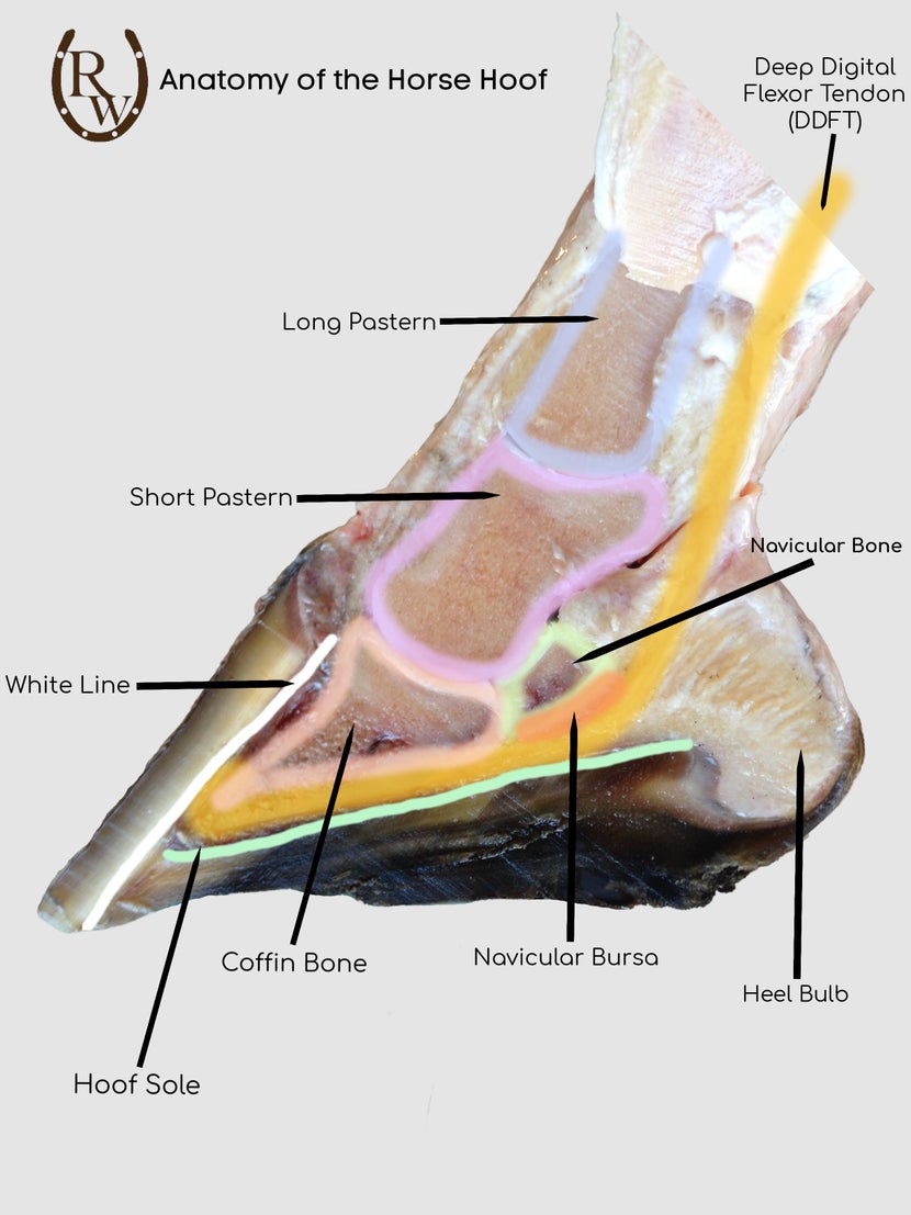 Diagram of cross-sectioned horse hoof showing internal anatomy 